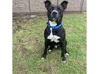 Blake Shelton American Pit Bull Terrier Young Male