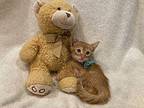 Ike Domestic Shorthair Kitten Male