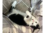 Teller Domestic Shorthair Kitten Male