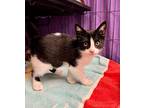 Reece Domestic Shorthair Kitten Male