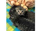 Penny Domestic Shorthair Kitten Female