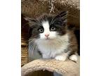 (bq) Jaycee (Pending) Domestic Longhair Kitten Female