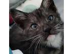 Buzz Domestic Shorthair Kitten Male