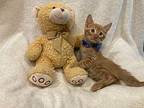 Issak Domestic Shorthair Kitten Male