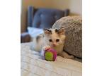 Milky Domestic Mediumhair Kitten Male