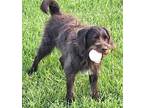 CHAMP IS AGILITY MATERIAL Wirehaired Pointing Griffon Adult Male