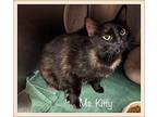 MS KITTY Domestic Shorthair Adult Female