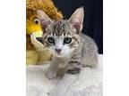 (bp) Coltraine Domestic Shorthair Kitten Male
