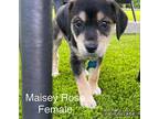 Maisey Rose Shepherd (Unknown Type) Puppy Female