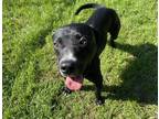 Maine Labrador Retriever Adult Male