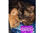 (bo)Faith (FKA Tabby) (Mom) Domestic Shorthair Adult Female