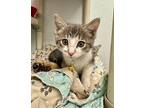 Snotface Domestic Shorthair Kitten Female
