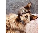 Maizie Maine Coon Adult Female