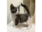 Hugo American Shorthair Kitten Male
