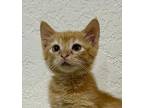 Harley American Shorthair Kitten Female