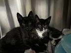 Frankie Domestic Shorthair Kitten Male