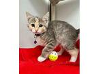 Fearless Domestic Shorthair Kitten Female