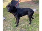 Ace Labrador Retriever Adult Male
