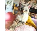 Adopt Whole Grain Granola a Siamese