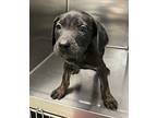 Phineas Labrador Retriever Puppy Male