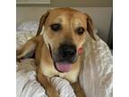 Adopt Pink a Labrador Retriever, American Staffordshire Terrier