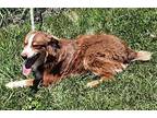 Desi Australian Shepherd Puppy Male