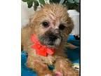 Gumdrop Border Terrier Puppy Female