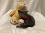 Katia Russian Blue Kitten Female