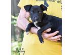 Bosley Labrador Retriever Puppy Male