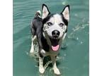 DA 35 Onyx Husky Adult Male