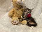 Ivy Domestic Longhair Kitten Female
