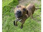 Megara (HW+) American Pit Bull Terrier Adult Female