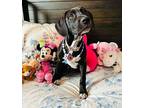 Princess the Sweet Family Dog Weimaraner Puppy Female
