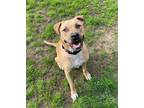 Duke Labrador Retriever Adult Male