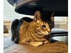 Roxy Chartreux Adult Female