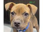 Winnie (fka Ducky) Mixed Breed (Medium) Puppy Female