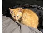 Nolan Domestic Mediumhair Kitten Male