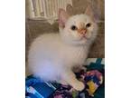 Sam Domestic Mediumhair Kitten Male