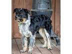 PUPPY ELI Australian Shepherd Puppy Male