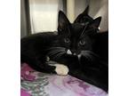 Kevin Domestic Mediumhair Kitten Male