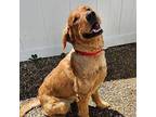 Smoosh Golden Retriever Adult Male
