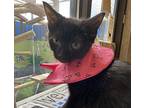 Coaleen Domestic Shorthair Kitten Female