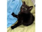 Satin Domestic Shorthair Kitten Male
