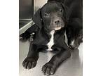 Caledonia Labrador Retriever Puppy Female