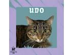 Adopt Udo a Domestic Short Hair