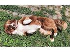 Lucy Australian Shepherd Puppy Female