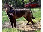 Judo German Shepherd Dog Young Male