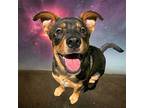 PR 56 Gator Rottweiler Puppy Male