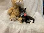 Isadora Domestic Longhair Kitten Female