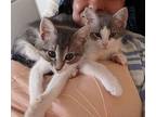 Twilight Domestic Shorthair Kitten Female